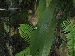 CairnsTC391 Butterflies Sanctuary